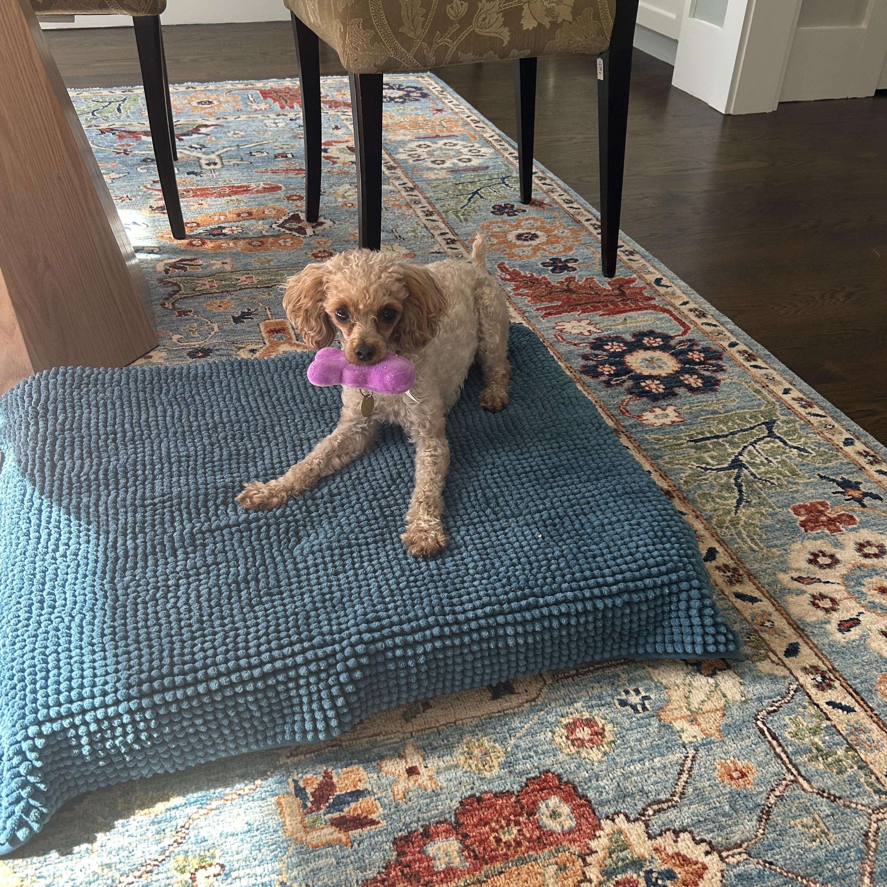 Lula, an adoptable Miniature Poodle in Emeryville, CA image 5/5