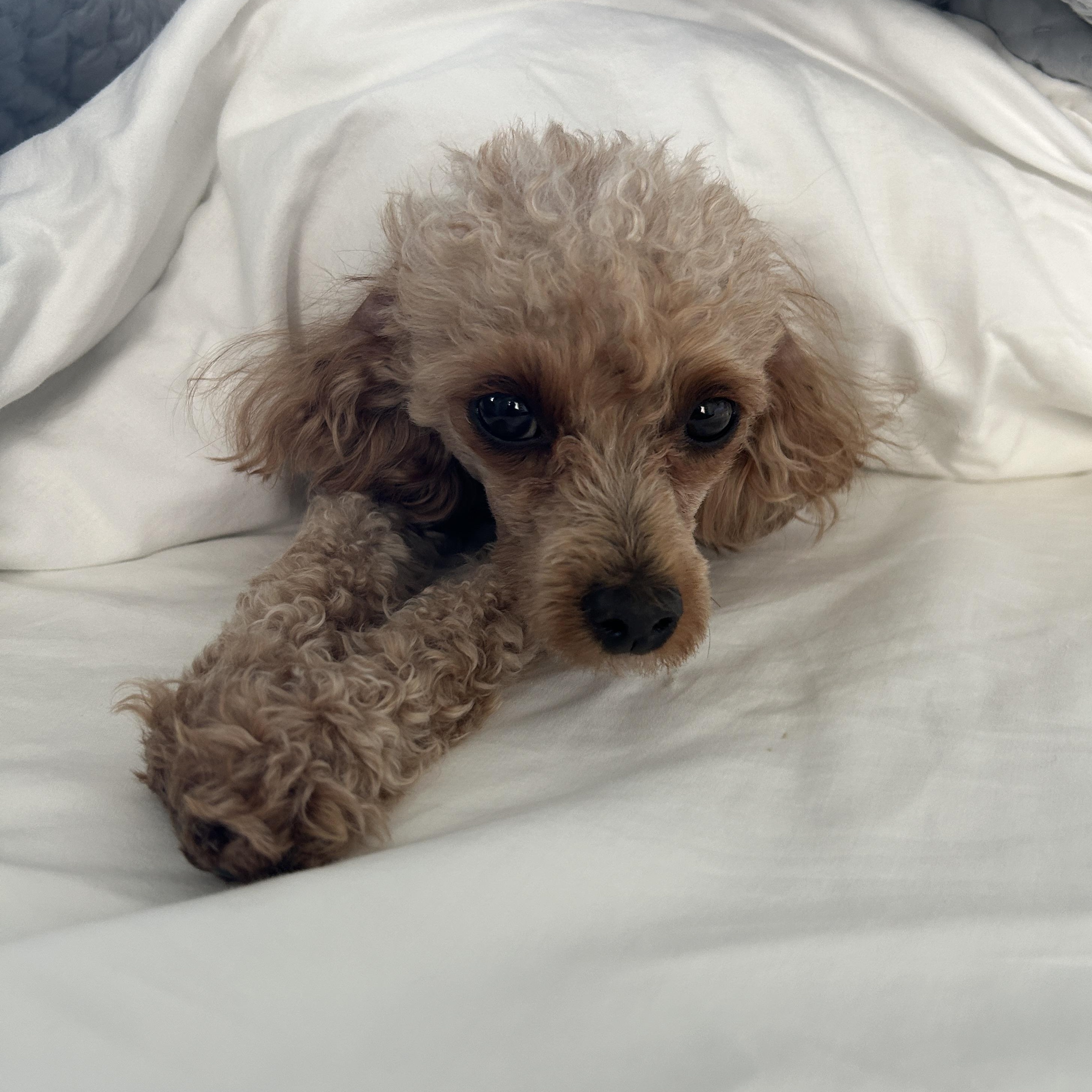 Lula, an adoptable Miniature Poodle in Emeryville, CA image 4/5