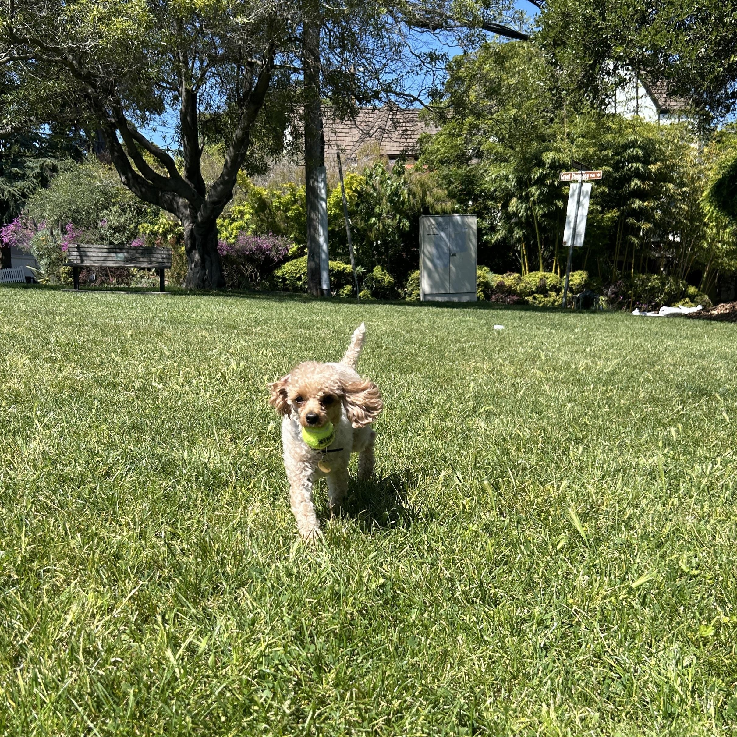 Lula, an adoptable Miniature Poodle in Emeryville, CA image 3/5