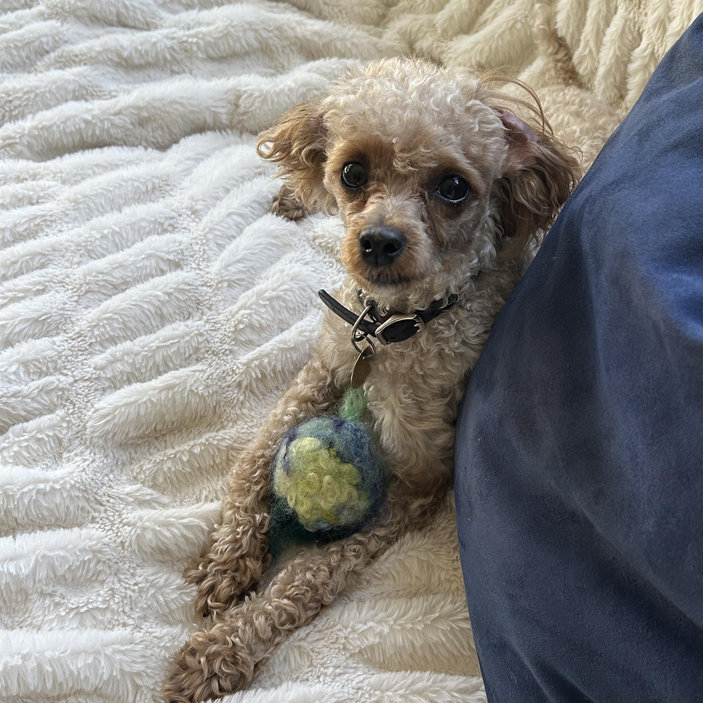 Lula, an adoptable Miniature Poodle in Emeryville, CA image 2/5