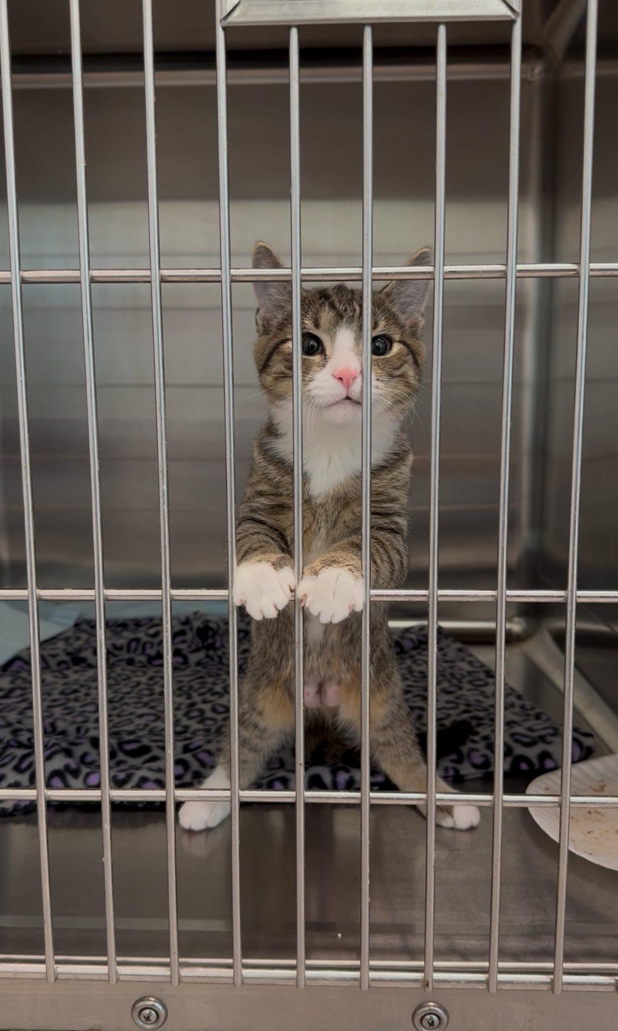 Shakerina, Adoptable, Young Female Domestic Short Hair.