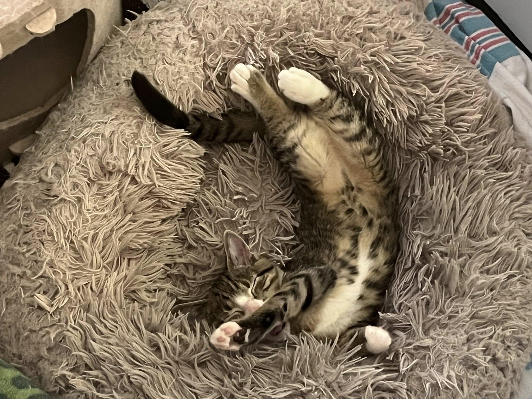 Shakerina, a Adoptable Domestic Short Hair in Manchester, MD image 2/3