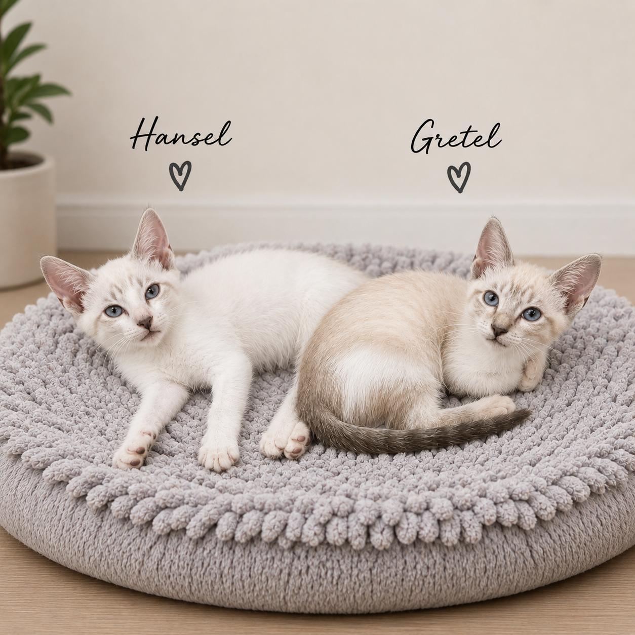 Enlarge Gretel, a Adoptable mixed breed in Hillsboro, TX image 2/4