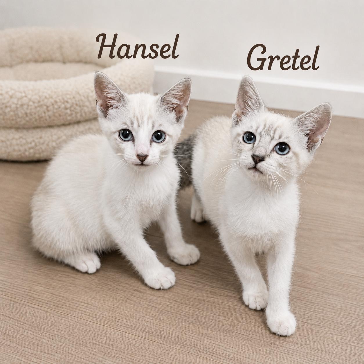 Gretel, Adoptable, Kitten Female Siamese & Domestic Short Hair.