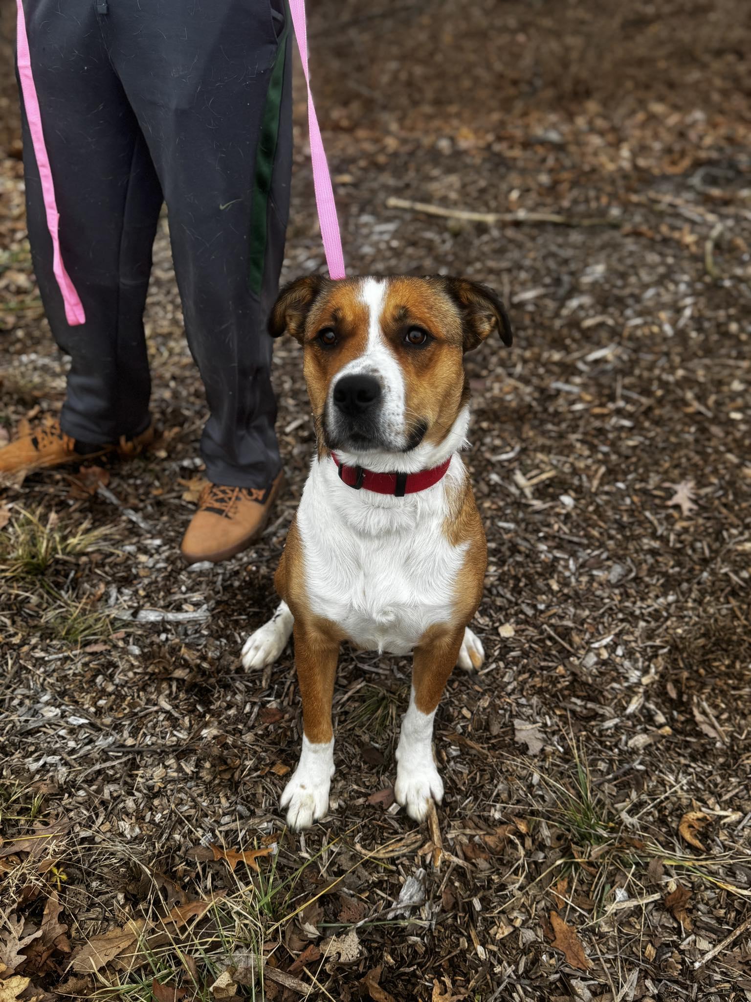 Enlarge jackie, a ADOPTABLE mixed breed in MARION, IN image 4/6