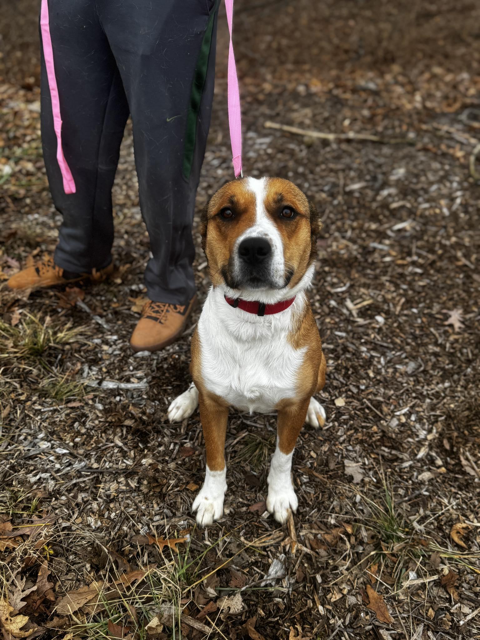 Enlarge jackie, a ADOPTABLE mixed breed in MARION, IN image 6/6