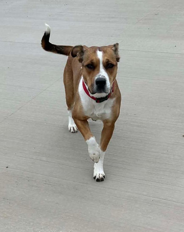 Enlarge jackie, a ADOPTABLE mixed breed in MARION, IN image 1/6