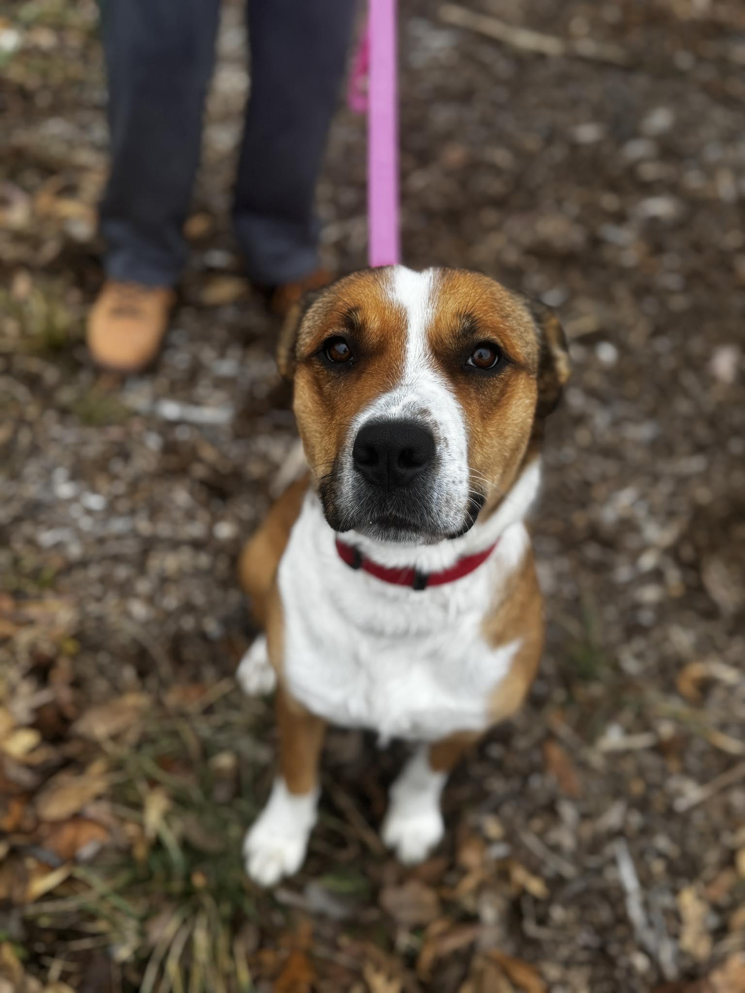 Enlarge jackie, a ADOPTABLE mixed breed in MARION, IN image 2/6