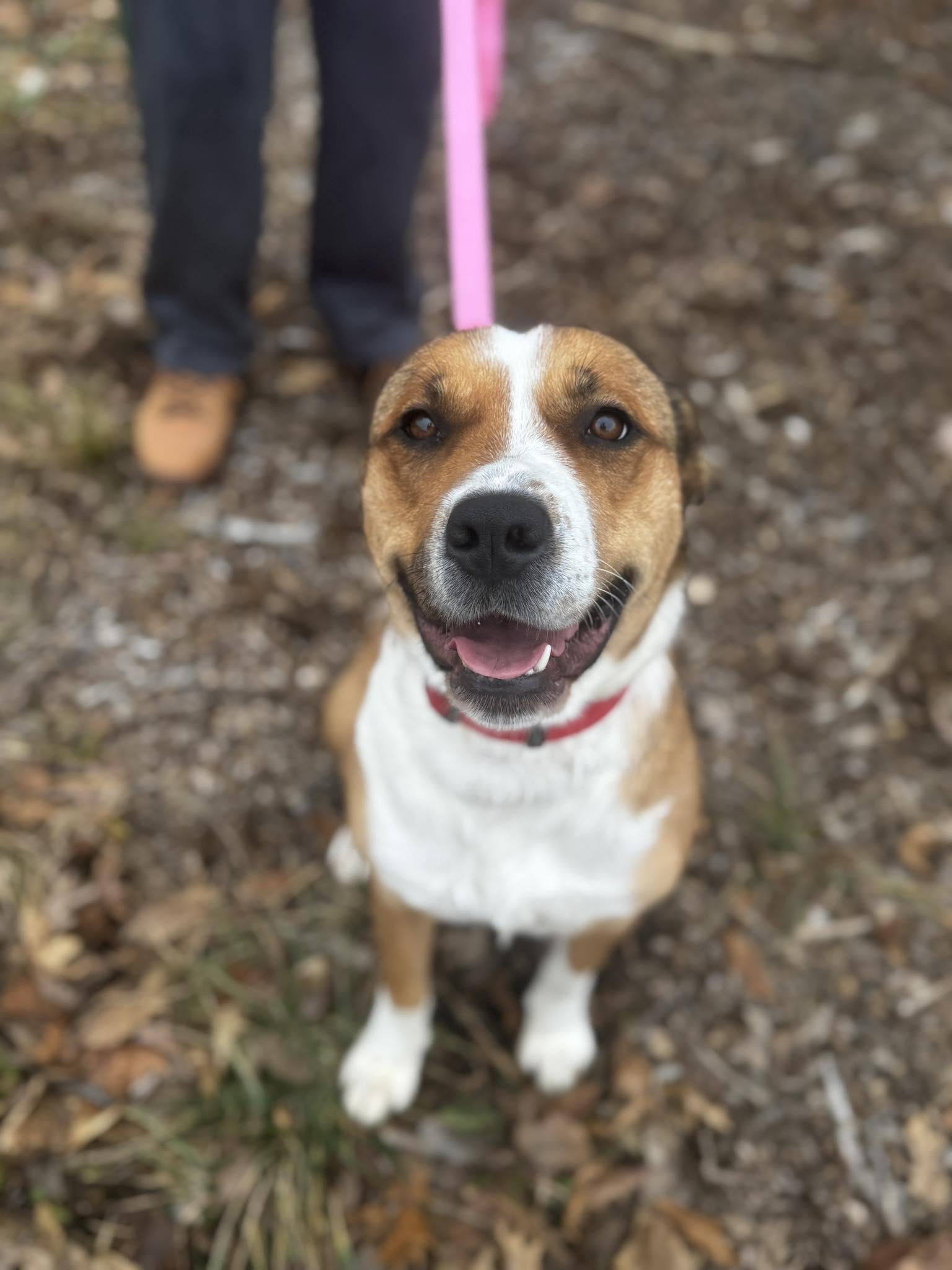 Enlarge jackie, a ADOPTABLE mixed breed in MARION, IN image 3/6