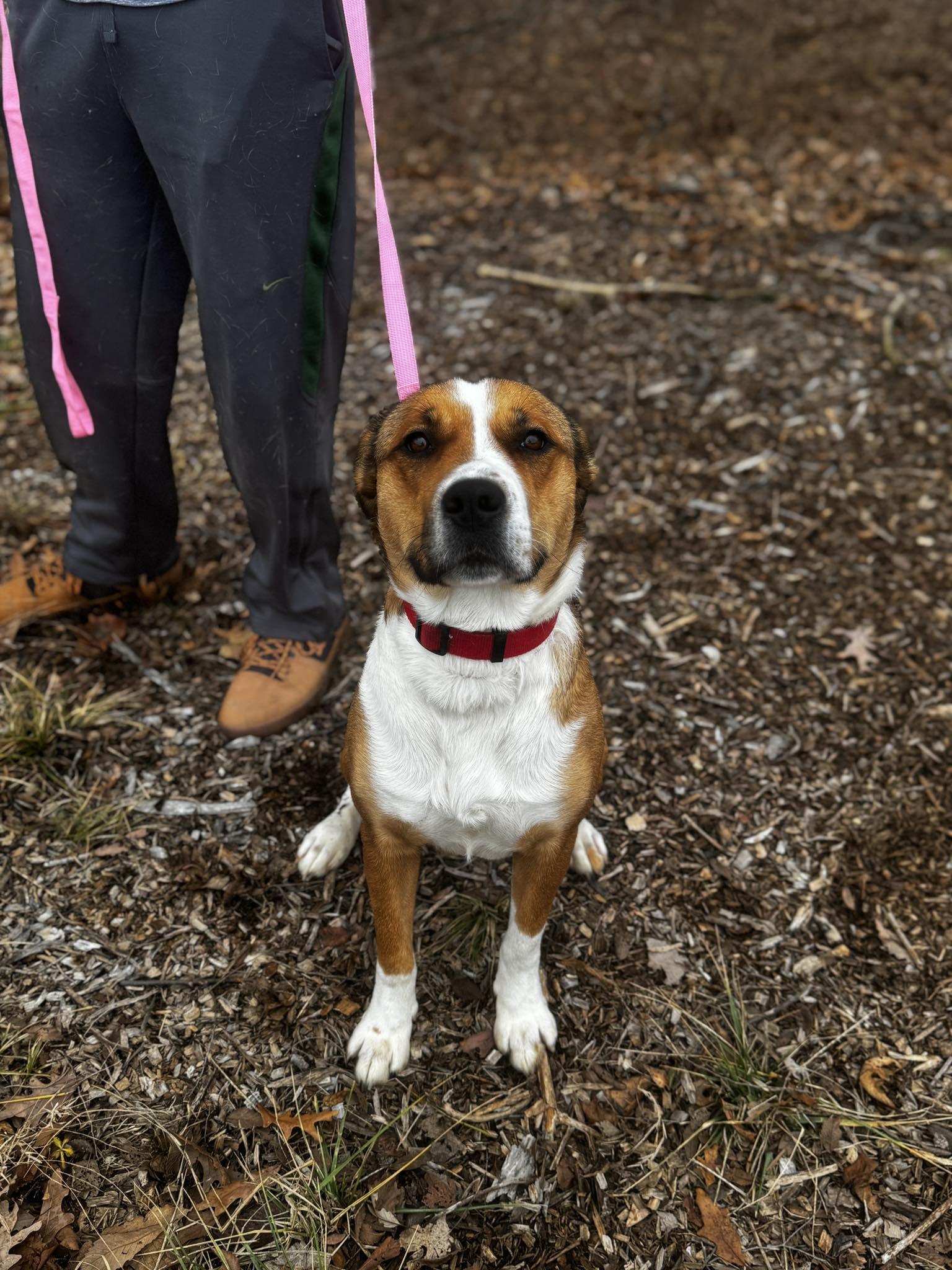 Enlarge jackie, a ADOPTABLE mixed breed in MARION, IN image 5/6