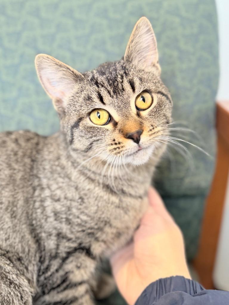 Abby, Adoptable, Young Female Domestic Short Hair.