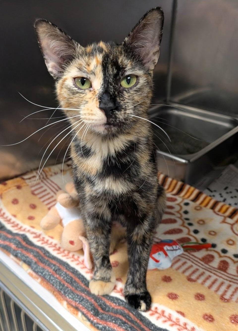 Amarantha, adoptable, Young Female Domestic Short Hair.