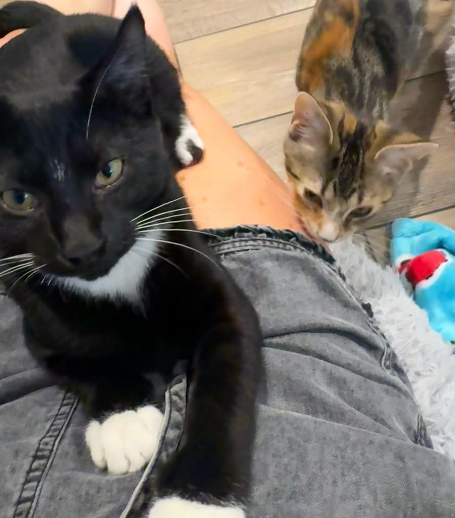 Colton (bonded with Lainey), a Adoptable Tuxedo in Atlanta, GA image 5/6