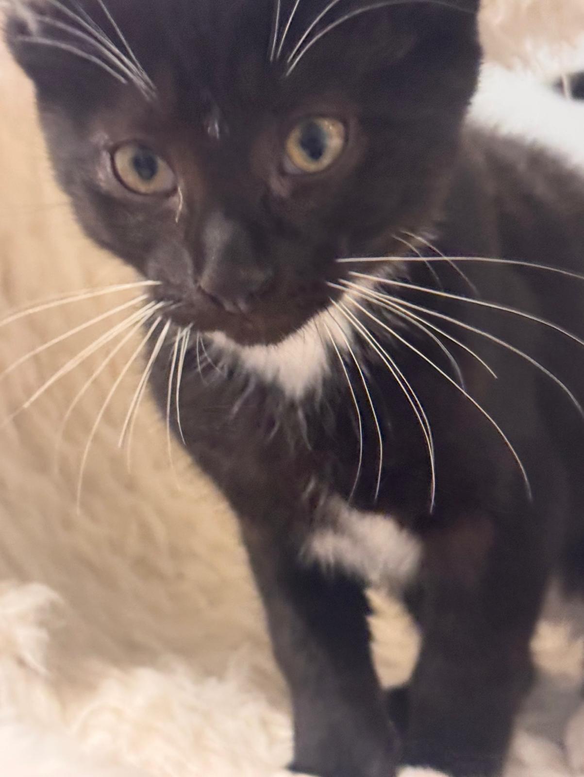 Colton (bonded with Lainey), a Adoptable Tuxedo in Atlanta, GA image 3/6