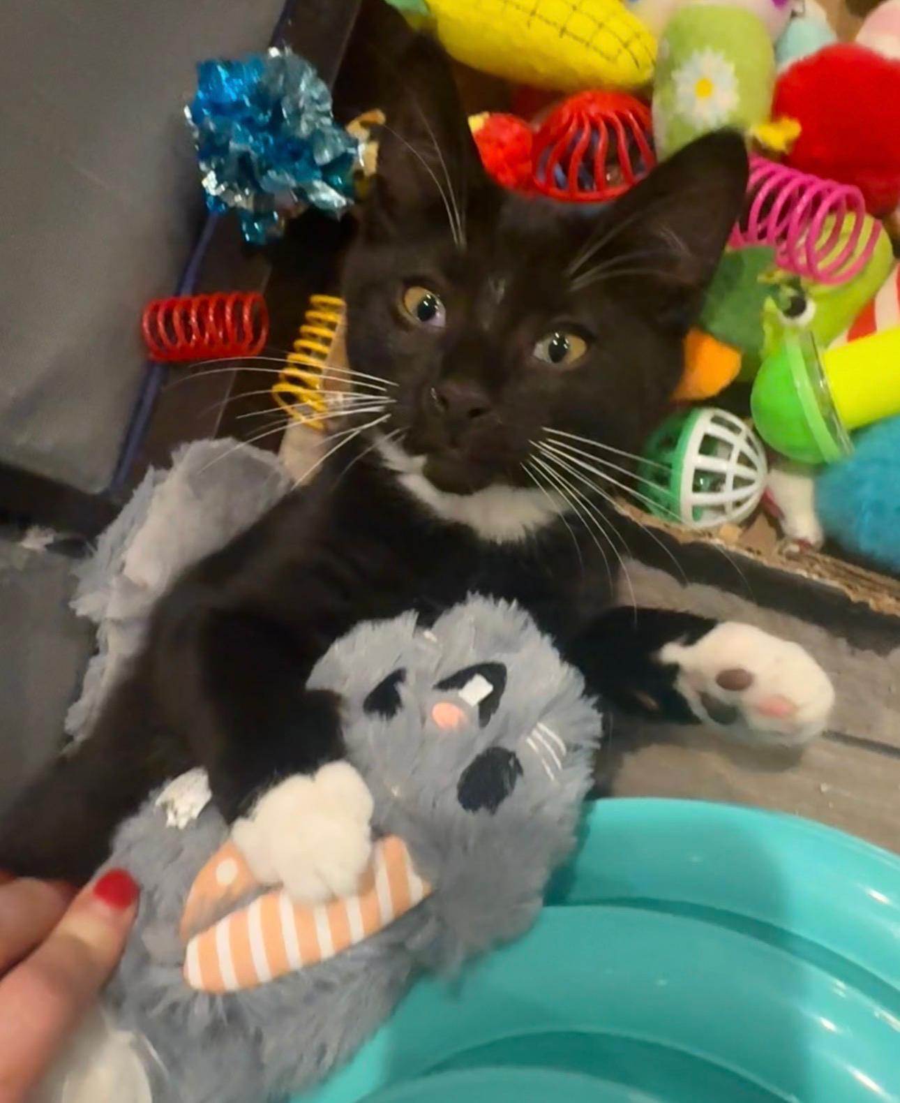 Colton (bonded with Lainey), a Adoptable Tuxedo in Atlanta, GA image 2/6