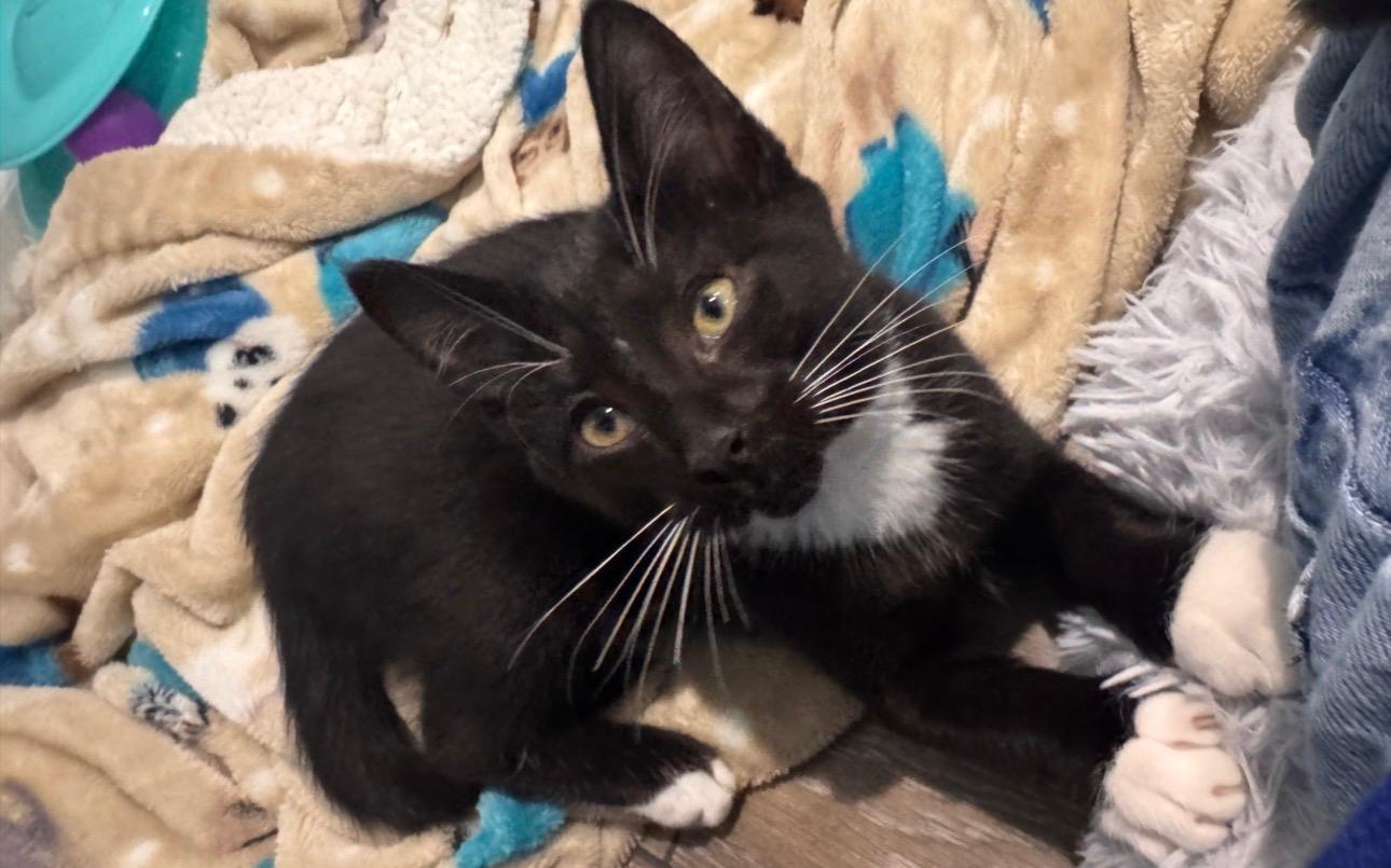 Colton (bonded with Lainey), Adoptable, Kitten Male Tuxedo.