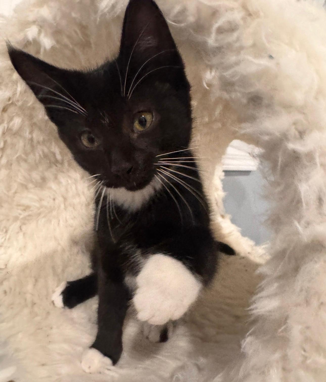 Colton (bonded with Lainey), a Adoptable Tuxedo in Atlanta, GA image 4/6