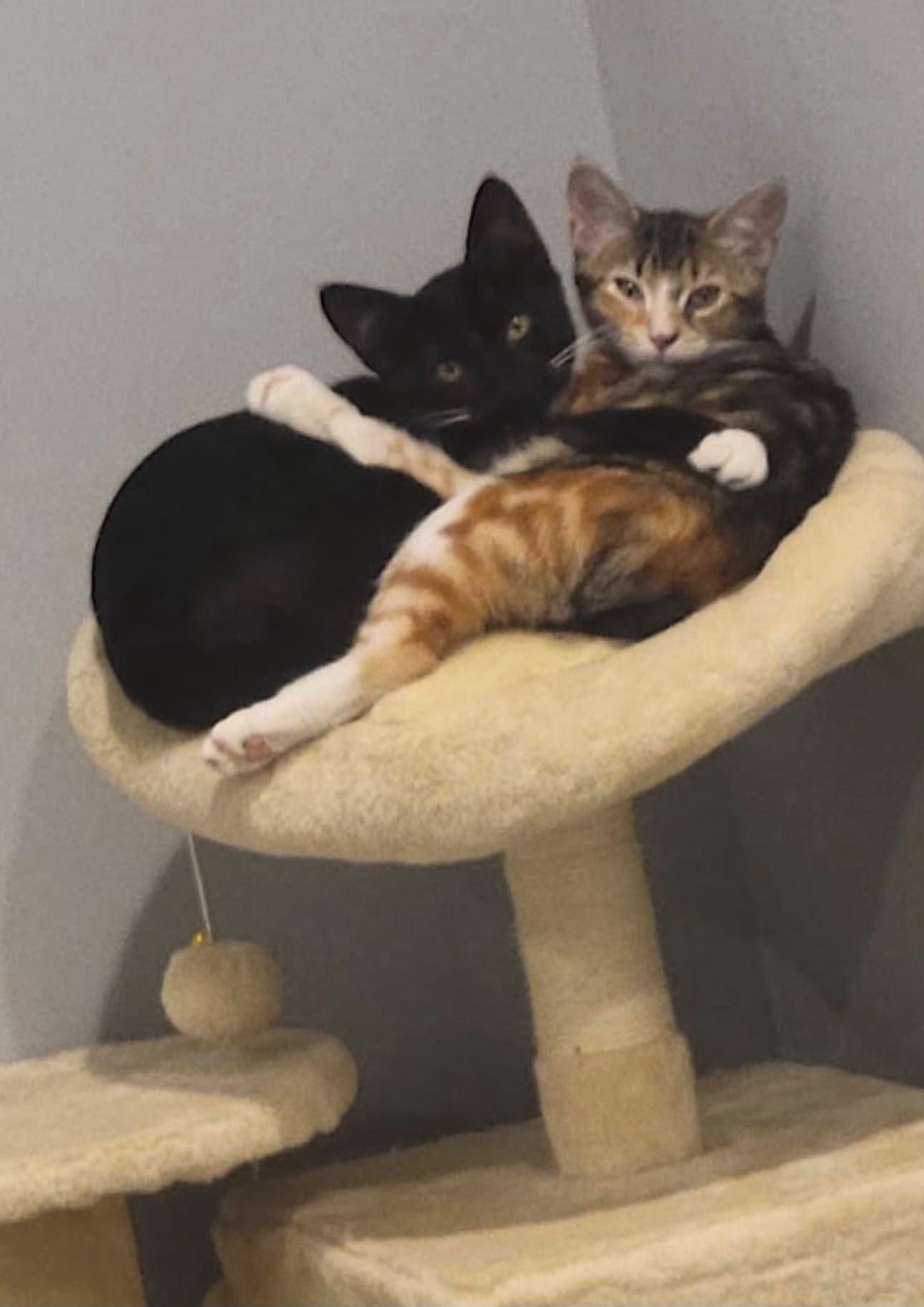 Colton (bonded with Lainey), a Adoptable Tuxedo in Atlanta, GA image 6/6