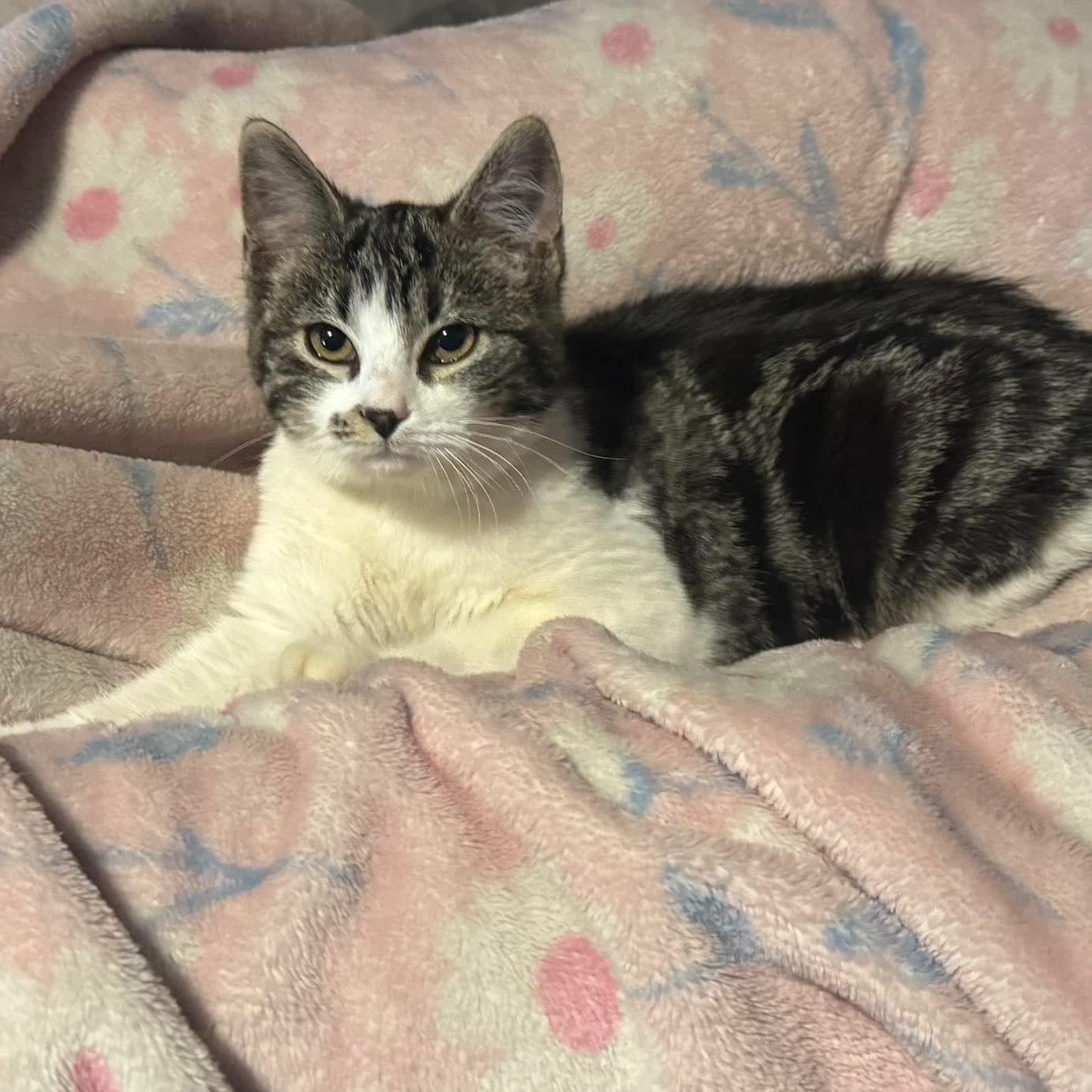 Enlarge Bella, a ADOPTABLE Domestic Short Hair in Queen Creek, AZ image 2/3