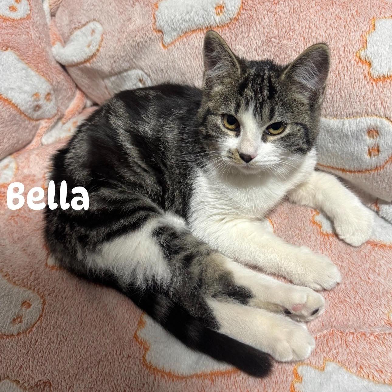 Enlarge Bella, a ADOPTABLE Domestic Short Hair in Queen Creek, AZ image 1/3