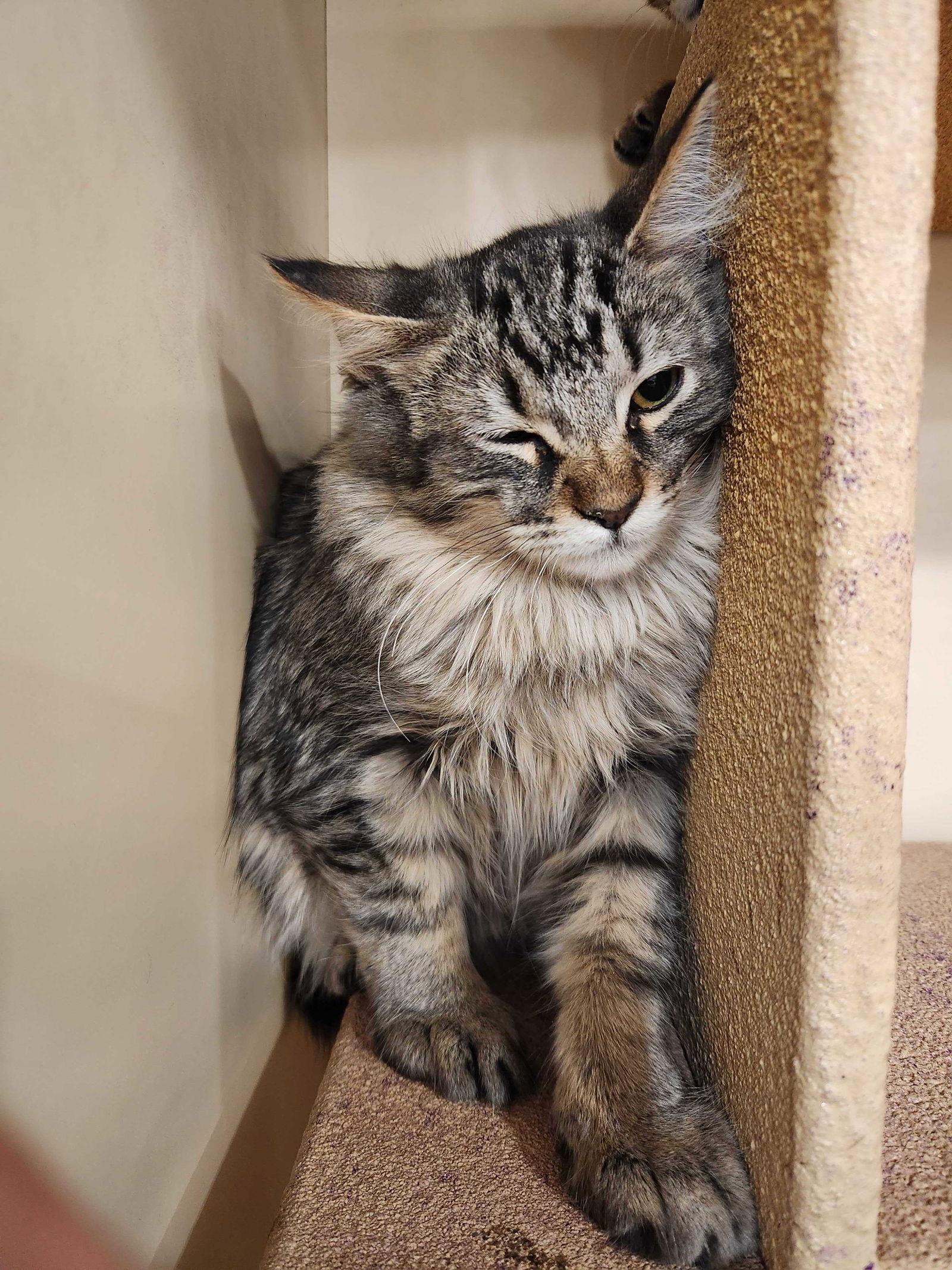 Neville Longbottom, Adoptable, Kitten Male Domestic Short Hair.