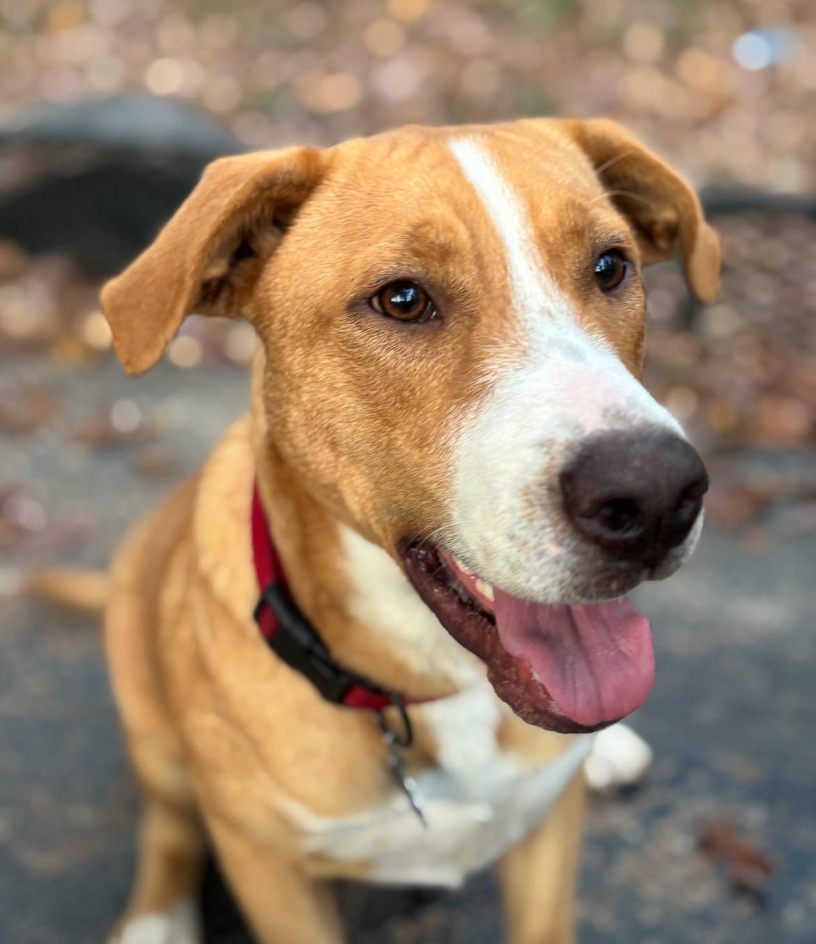 Pecan Brownie, ADOPTABLE, Adult Male Cattle Dog & Labrador Retriever.