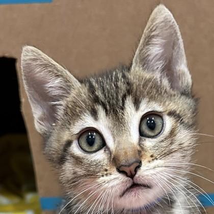 Enlarge Andre the Giant, a Adoptable mixed breed in Pleasanton, CA image 1/3