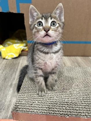 Enlarge Andre the Giant, a Adoptable mixed breed in Pleasanton, CA image 2/3