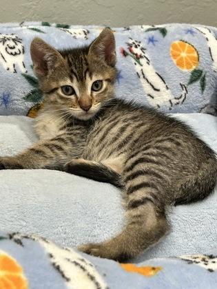 Enlarge Andre the Giant, a Adoptable mixed breed in Pleasanton, CA image 3/3