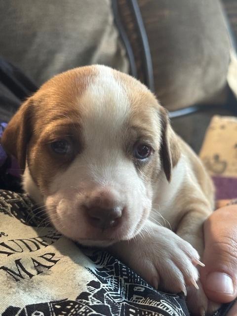 Balastik / Dudley, Adoptable, Puppy Male Labrador Retriever.