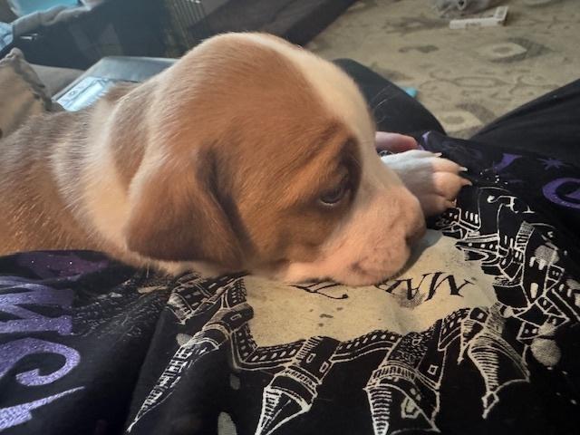 Enlarge Balastik / Dudley, a Adoptable mixed breed in Broomfield, CO image 2/6