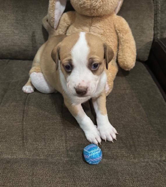 Enlarge Balastik / Dudley, a Adoptable mixed breed in Broomfield, CO image 3/6
