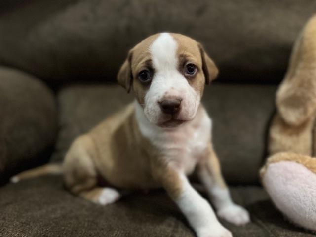 Enlarge Balastik / Dudley, a Adoptable mixed breed in Broomfield, CO image 4/6