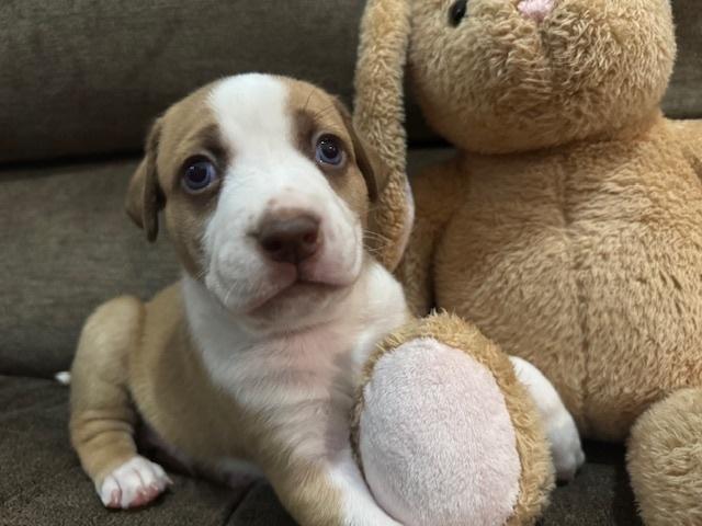 Enlarge Balastik / Dudley, a Adoptable mixed breed in Broomfield, CO image 5/6