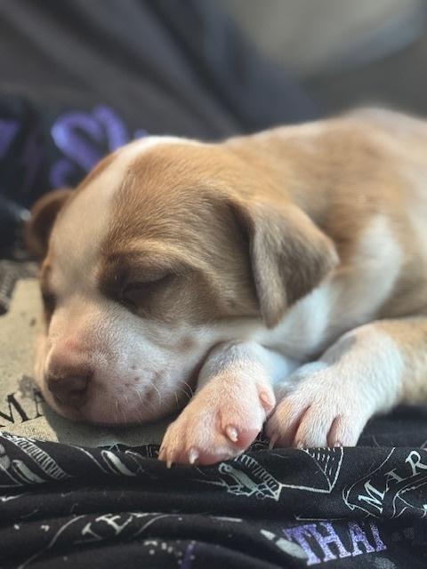 Enlarge Balastik / Dudley, a Adoptable mixed breed in Broomfield, CO image 6/6