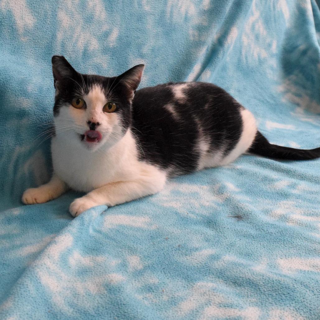 Lenora, Adoptable, Adult Female Domestic Short Hair.