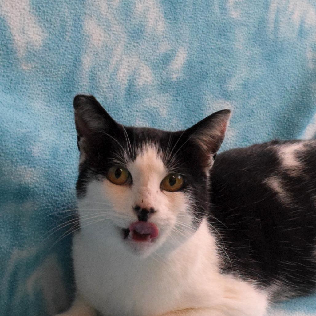 Enlarge Lenora, a Adoptable Domestic Short Hair in Eureka, CA image 2/3