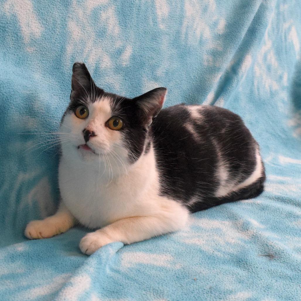 Enlarge Lenora, a Adoptable Domestic Short Hair in Eureka, CA image 3/3
