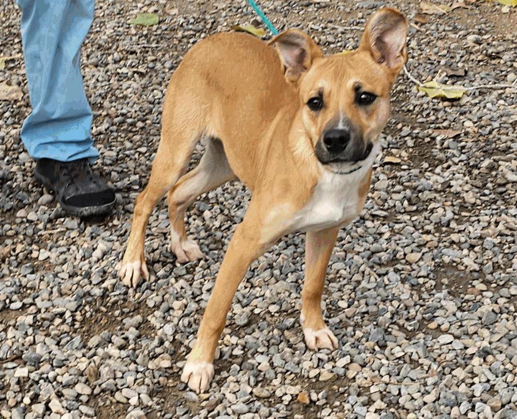 Enlarge Kahlua, a Adoptable Shepherd in Salt Lake City, UT image 1/1