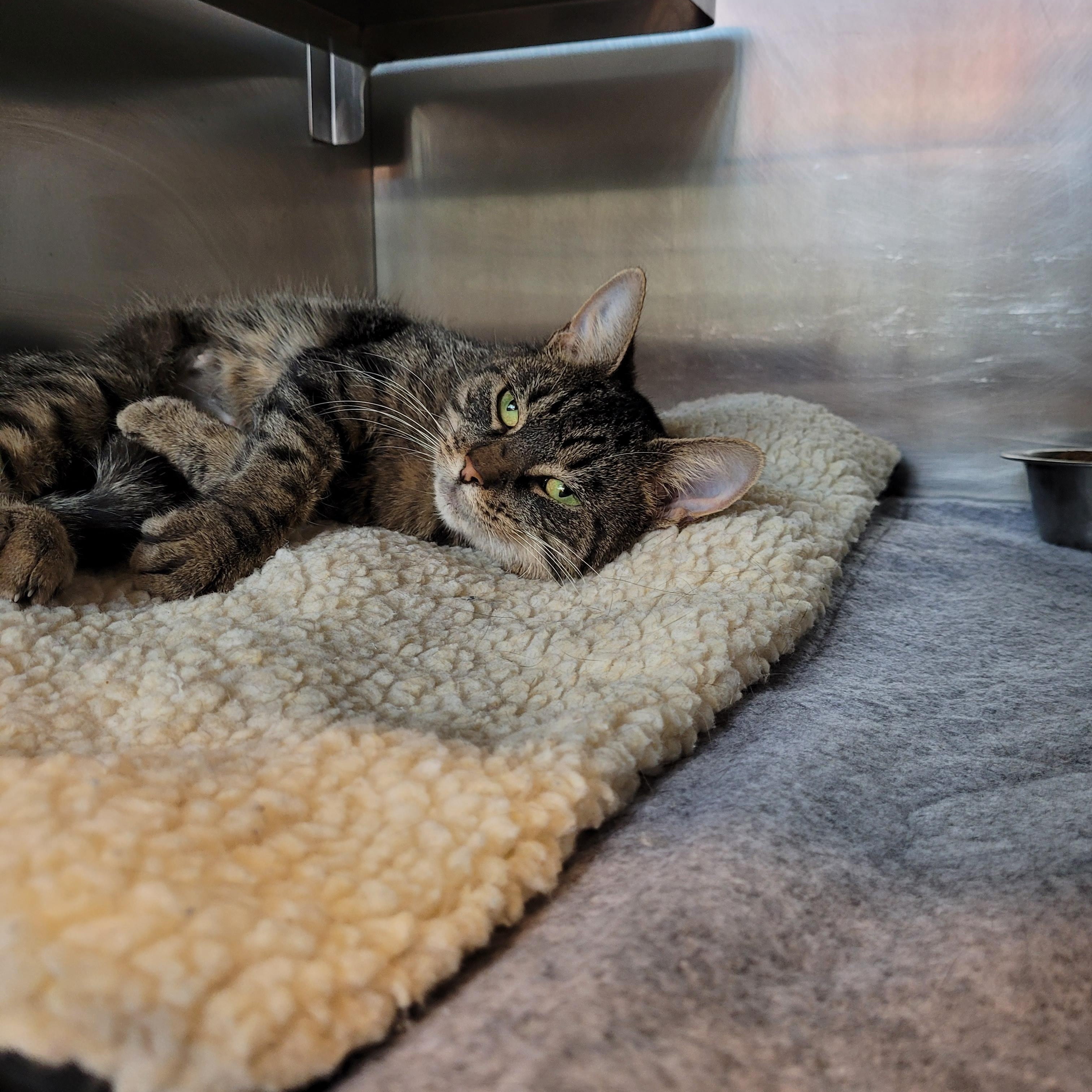 Enlarge Delilah, a Adoptable Domestic Short Hair in Winchester, VA image 3/4