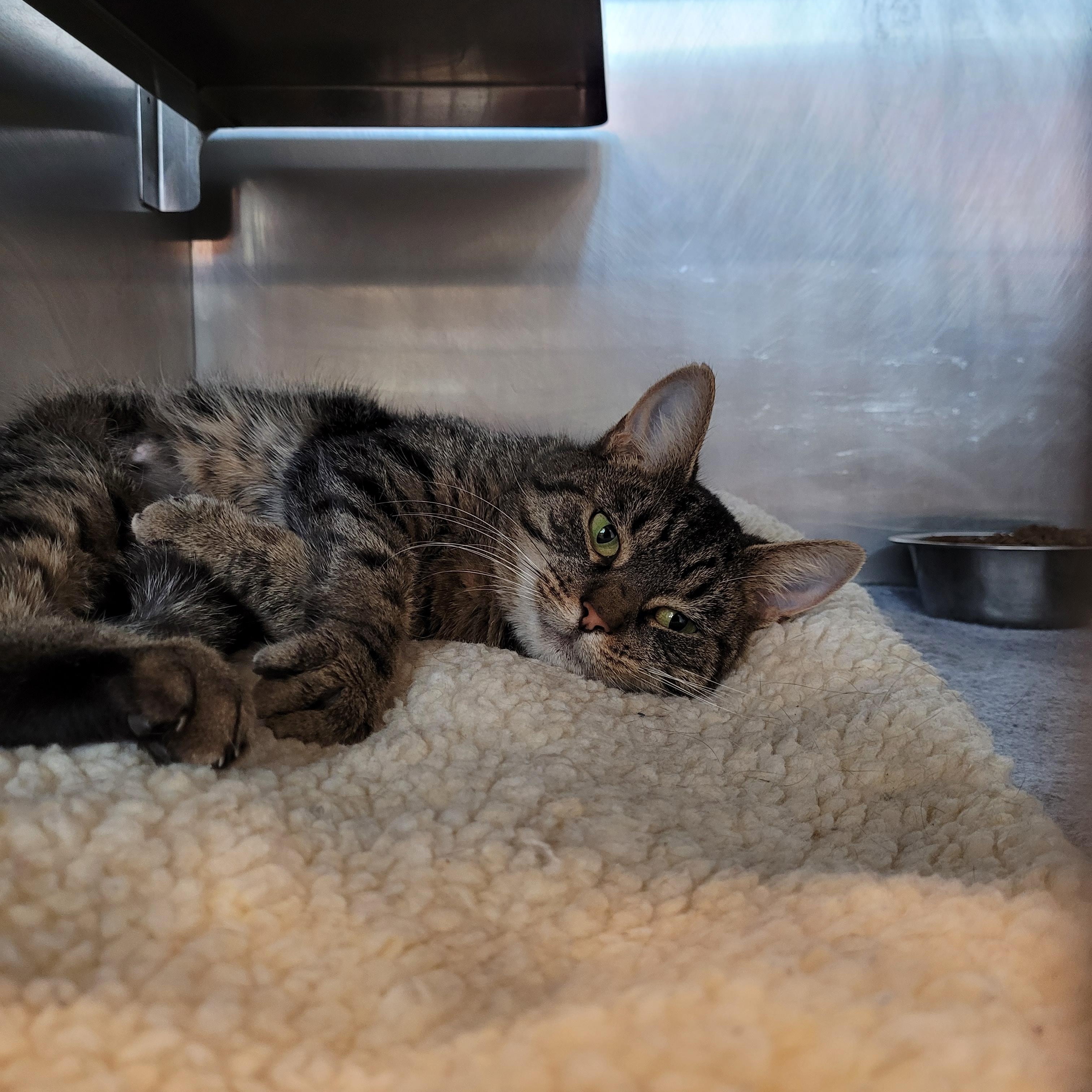 Enlarge Delilah, a Adoptable Domestic Short Hair in Winchester, VA image 4/4