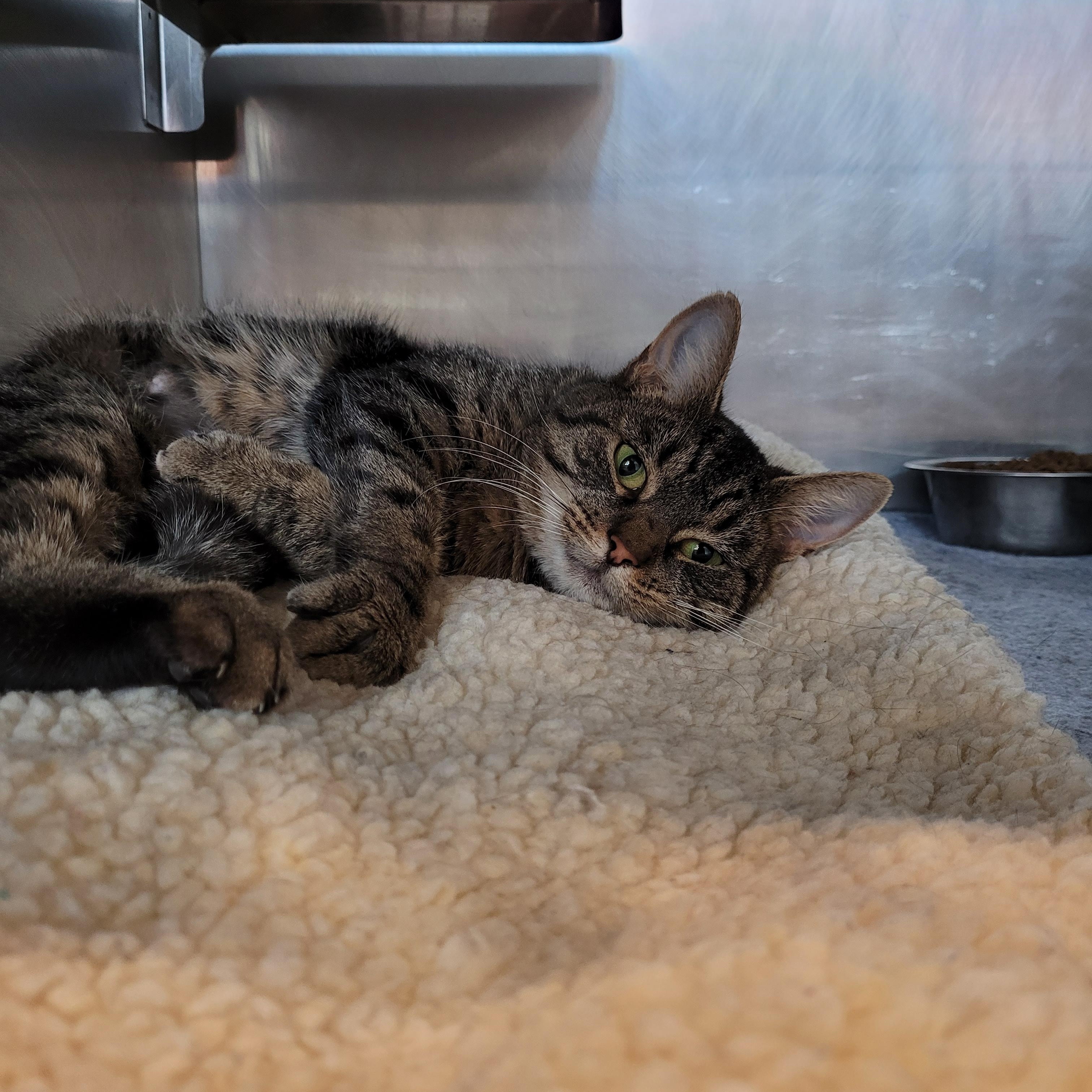 Delilah, Adoptable, Adult Female Domestic Short Hair.