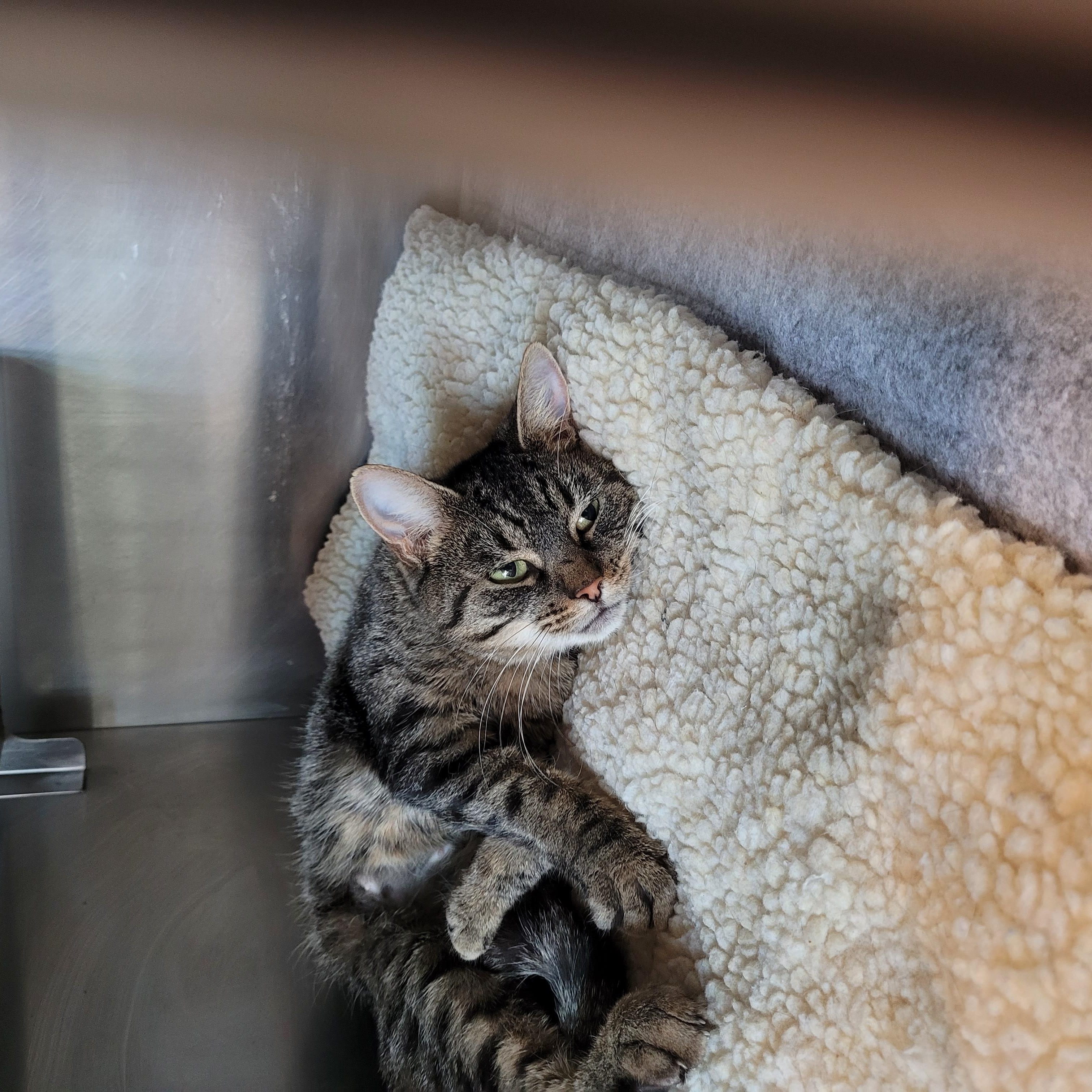 Enlarge Delilah, a Adoptable Domestic Short Hair in Winchester, VA image 2/4