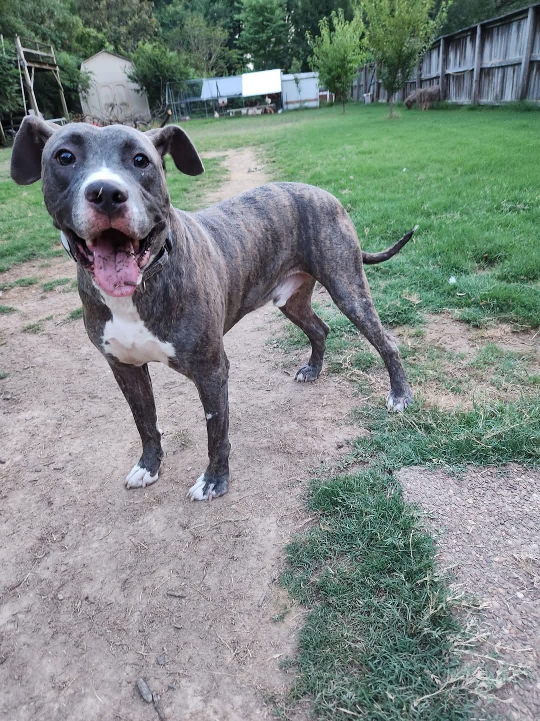 Tyson, a Adopted Staffordshire Bull Terrier in Munford, TN image 1/3