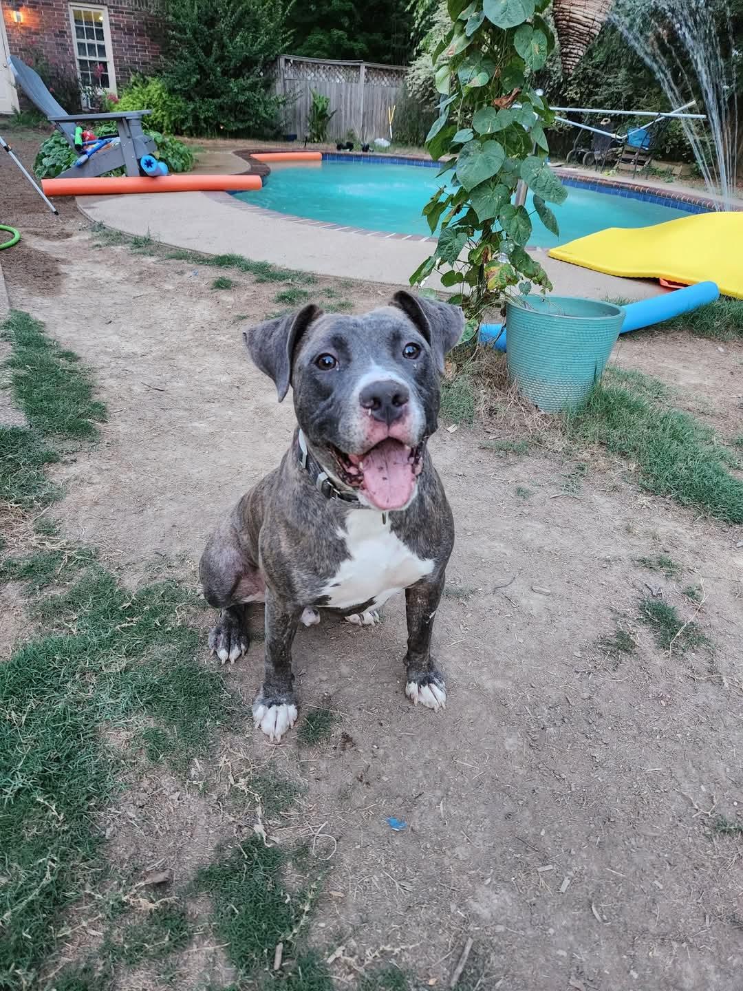 Tyson, a Adopted Staffordshire Bull Terrier in Munford, TN image 2/3