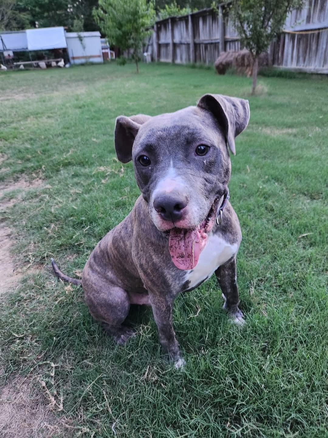 Tyson, a Adopted Staffordshire Bull Terrier in Munford, TN image 3/3