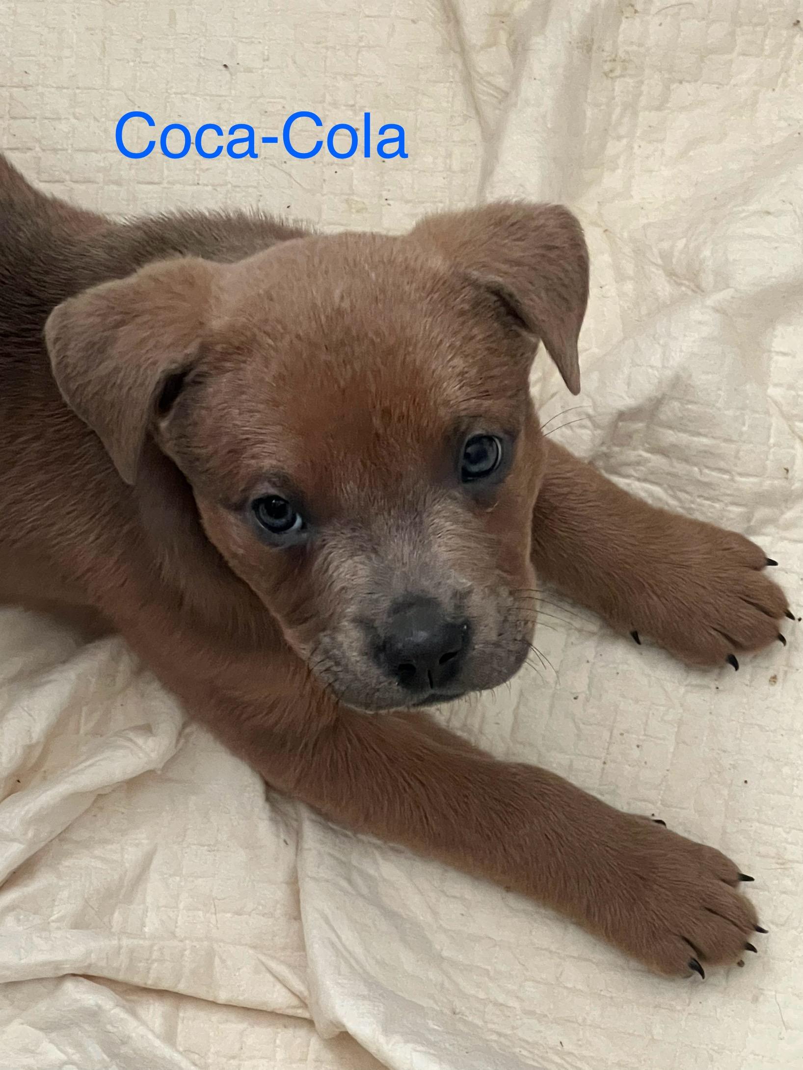 Enlarge Coca-Cola, a ADOPTABLE mixed breed in Davisburg, MI image 1/1