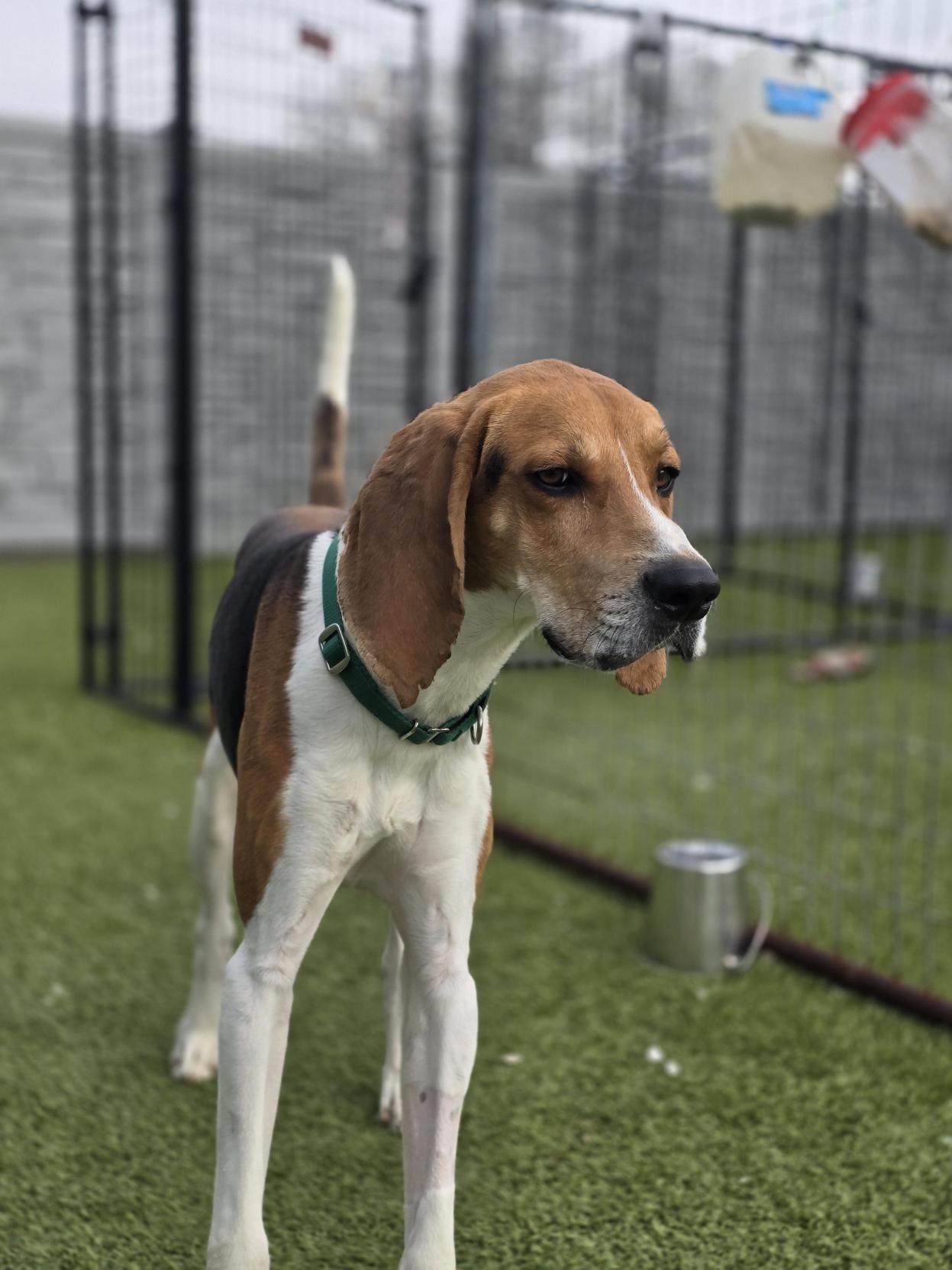 Willoughby, Adopted, Adult Male Foxhound.
