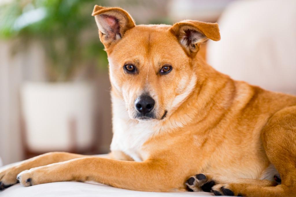 Jermaine, Adoptable, Young Male Cattle Dog.