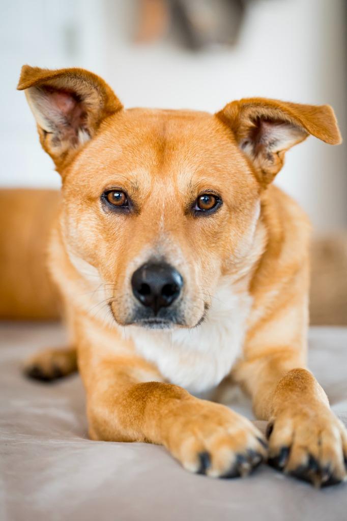 Jermaine, a Adoptable Cattle Dog in Fort Lupton, CO image 2/6